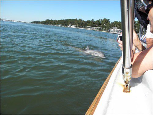 Friendly Bottlenose Dolphin swimming behind our tour boat (Dolphin & Nature Tour, Hilton Head Island, Sonny C Charters)