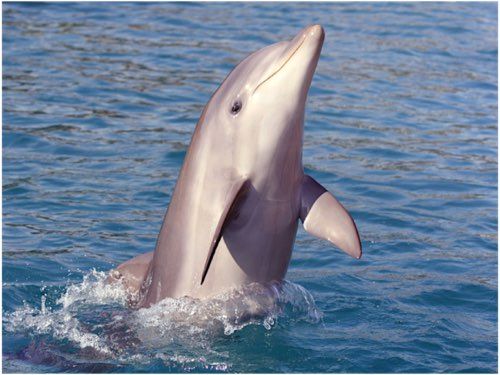 We offer a choice of 2 dolphin and nature tours at Hilton Head Island, SC