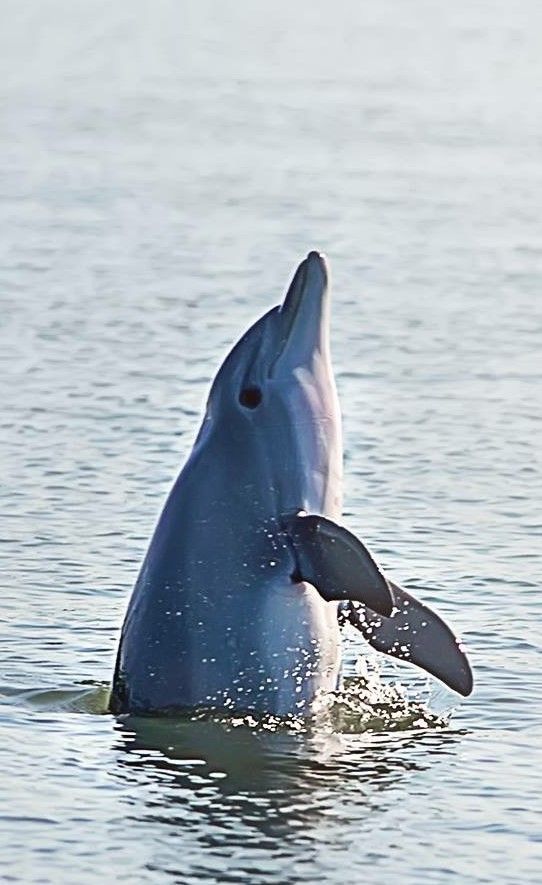 Dolphin popping out of the water on a private dolphin charter on Hilton Head Island