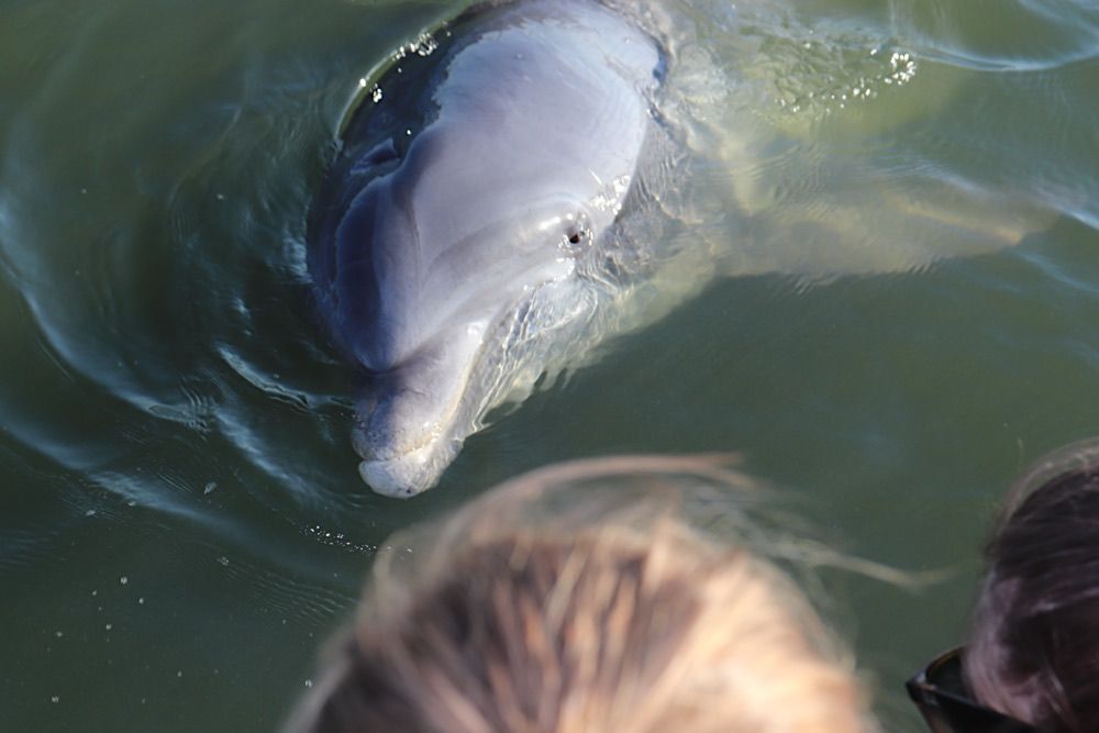 Wild dolphin swims up close on our tour boat. Our dolphin encounter cruise is a true adventure for the whole family. (Dolphin & Nature Tour, Hilton Head Island, Sonny C Charters)