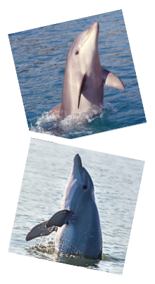 Our Hilton Head Dolphin Cruise and Tour is a true dolphin watching discovery adventure.  Enjoy our day cruise eco tour and see wild bottlenose dolphins, pelicans, egrets, osprey, bald eagles and more on the dolphin tour adventure experience of a lifetime.