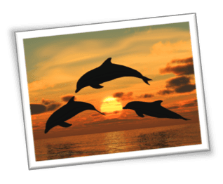 Enjoy our sunset dolphin cruise on Hilton Head Island