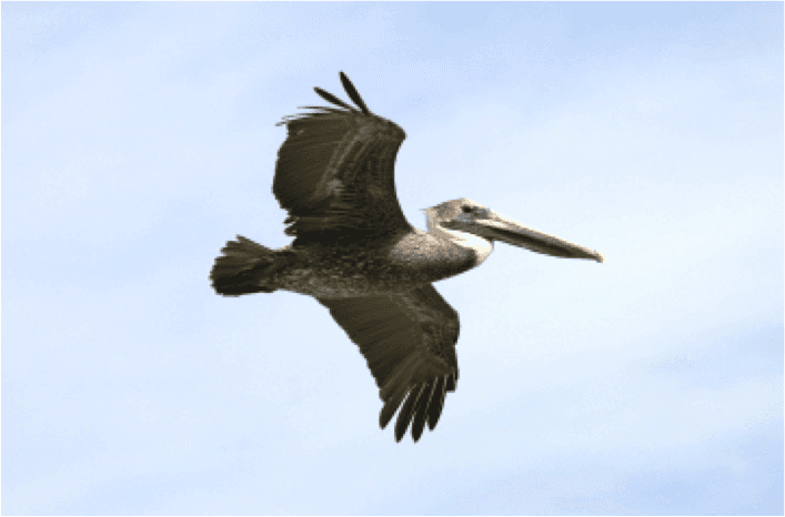 Pelican soaring over the water on Hilton Head Island on dolphin tour