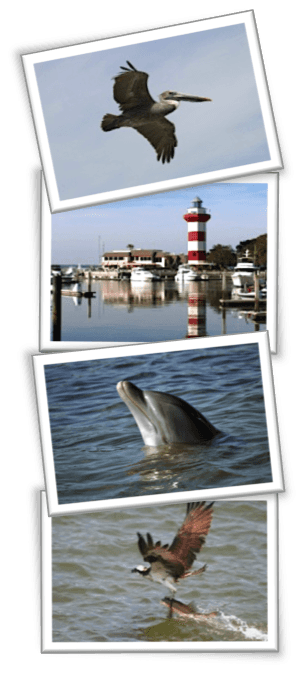 Dolphin tour photos from 90-minute cruise including bottlenose dolphin, pelican, egret and lighthouse. 