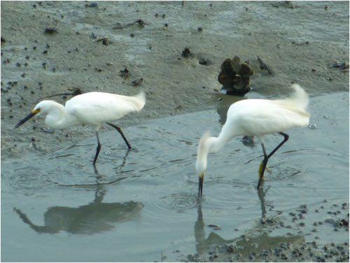 You'll see plenty of birds and wildlife of all kinds on our day cruise eco tour (Dolphin & Nature Tour, Hilton Head Island, Sonny C Charters)