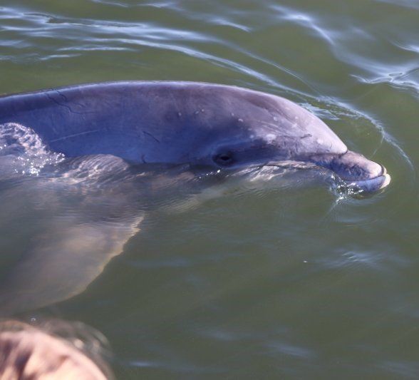 Learn The Heads & Tails of the Hilton Head Dolphins