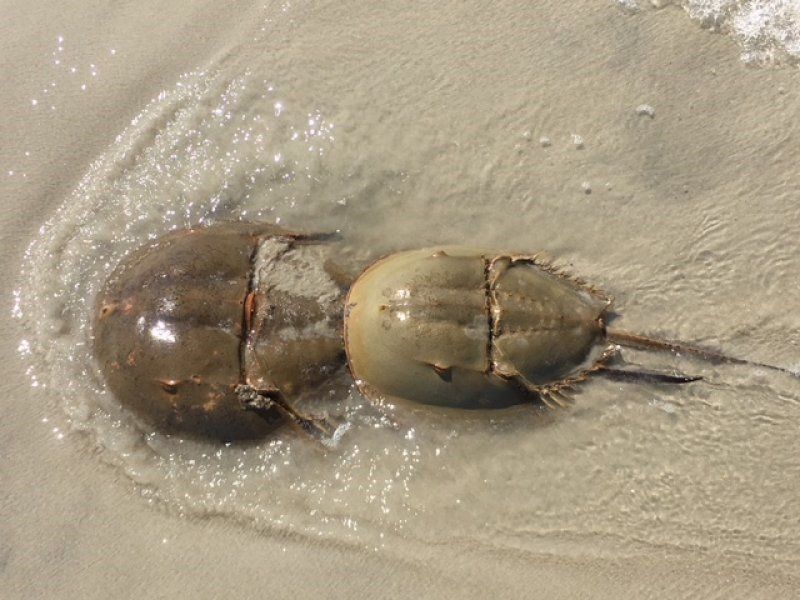 Learn About the Horseshoe Crabs at Hilton Head