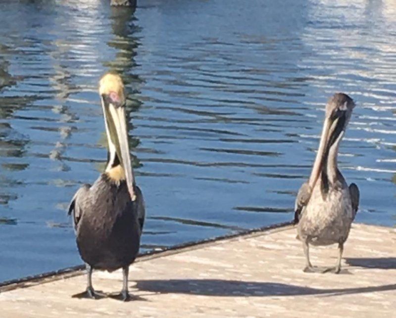 Pelicans
