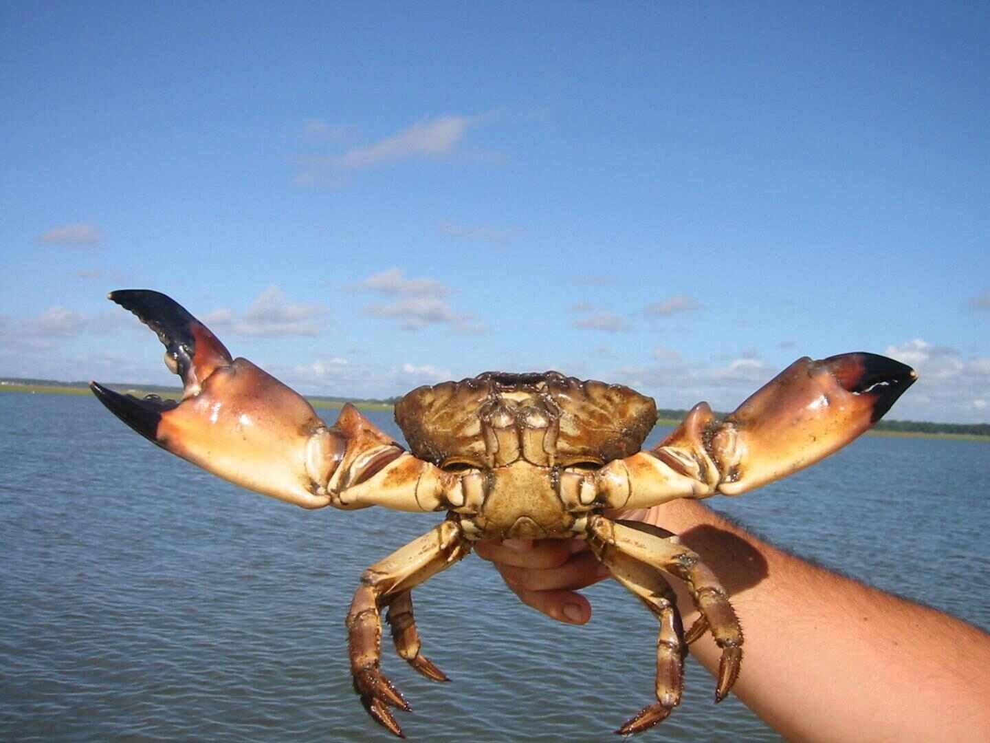 Large Stone Crab- watch those fingers!