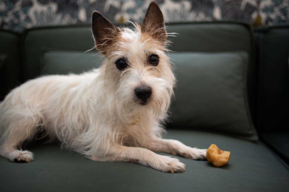 hotel con dog sitter