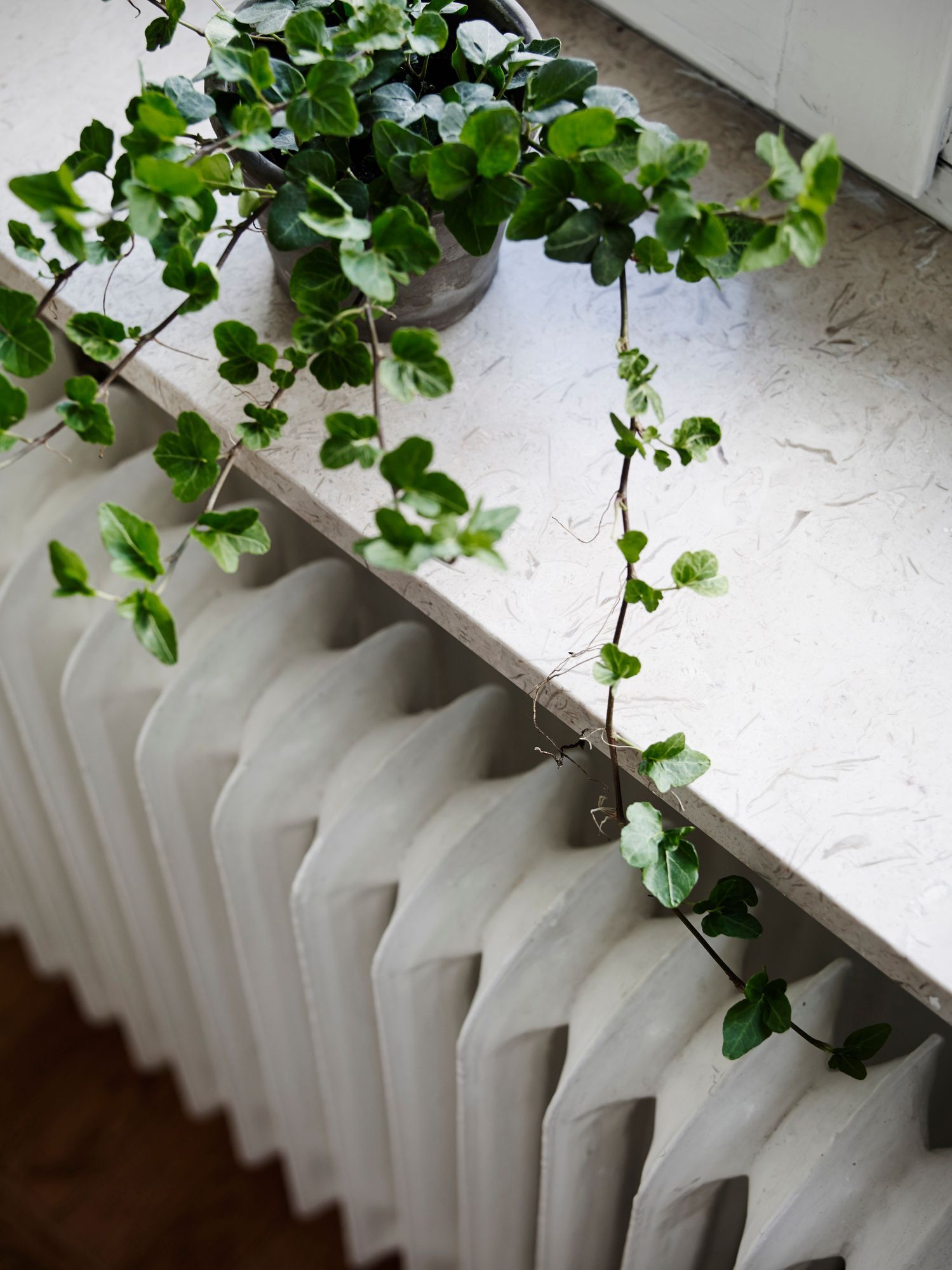 Una pianta di edera verde sul davanzale della finestra, rami che scendono a cascata su un termosifone bianco.