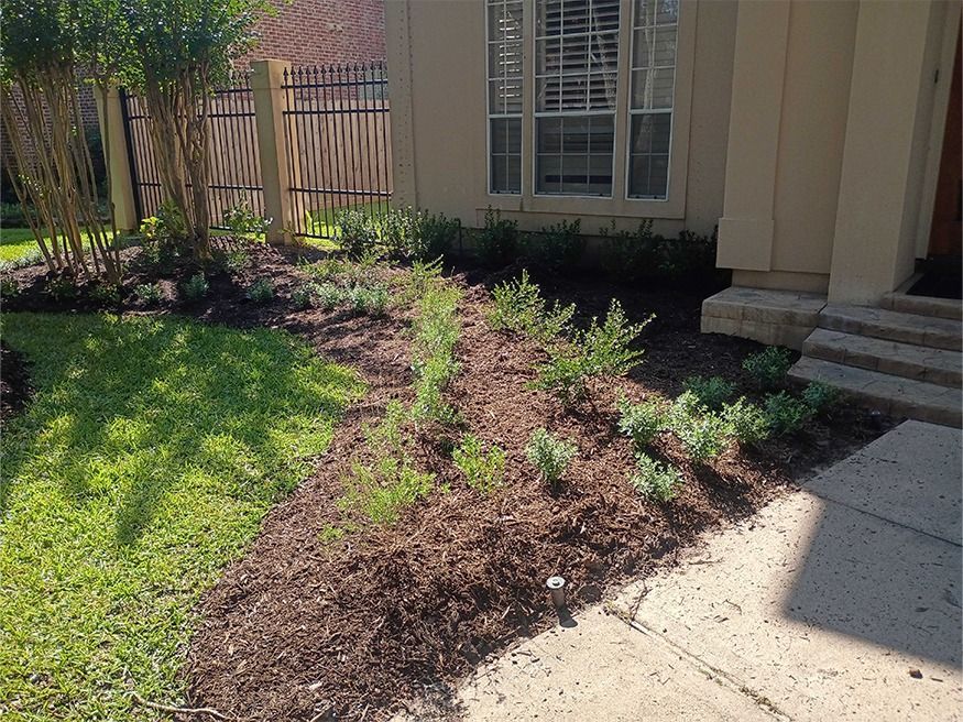 Front yard garden bed with fresh mulch beside a house, lawn, and sidewalk in sunlight