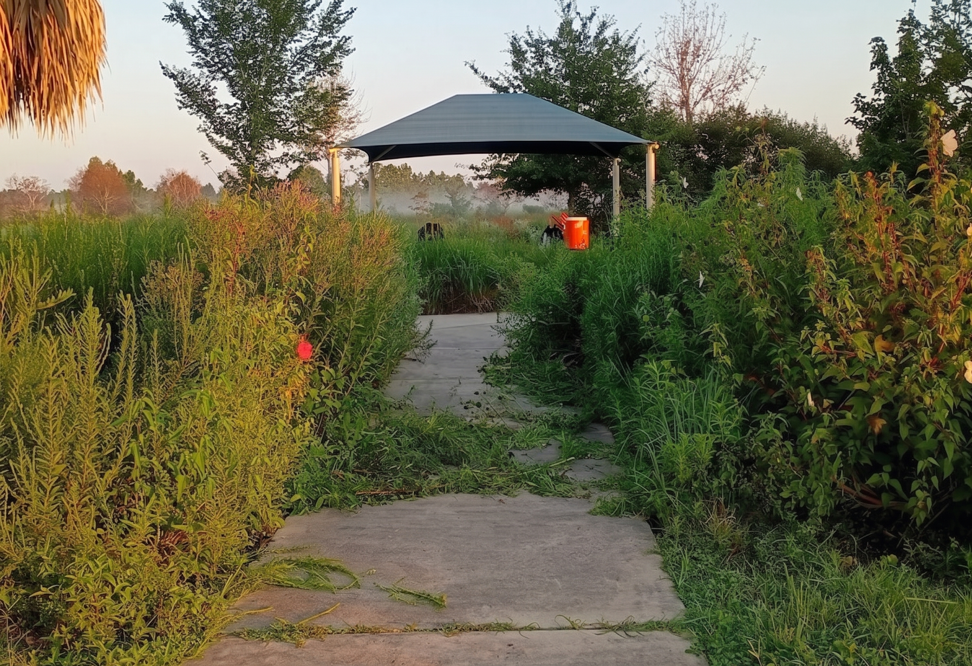 Garden path leading to a gazebo, bordered by tall green shrubs and trees in warm evening light
