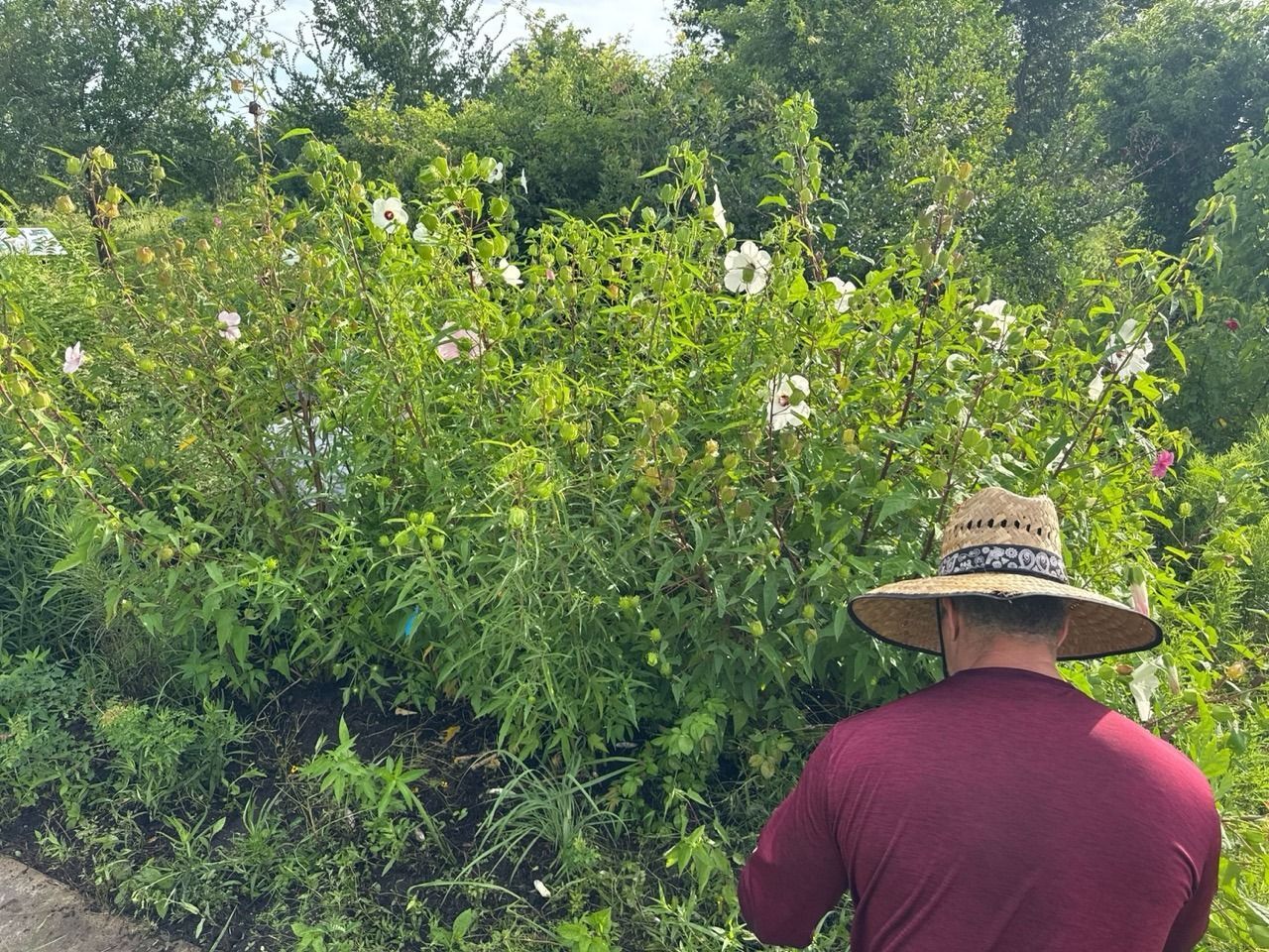 Person in a straw hat standing by dense green foliage in a garden or field