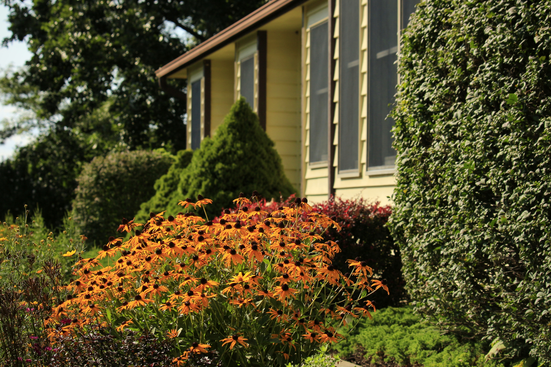 Front yard with orange flowers, green shrubs, and a beige house in sunlight