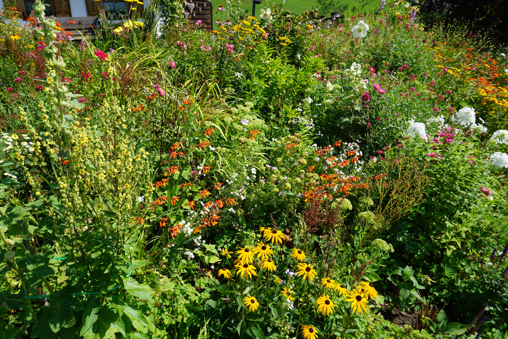 Colorful wildflower garden with dense green foliage and yellow, orange, white, and pink blooms