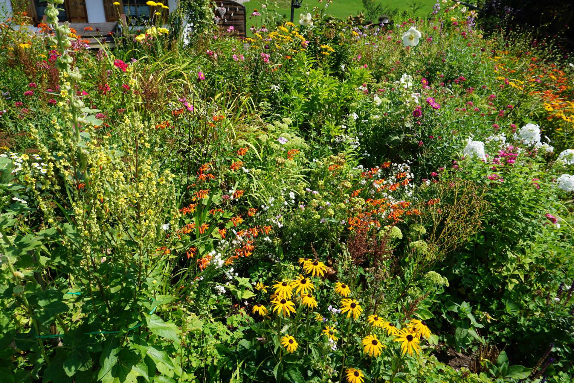 Colorful wildflower garden with dense green foliage, orange, yellow, pink, and white blooms