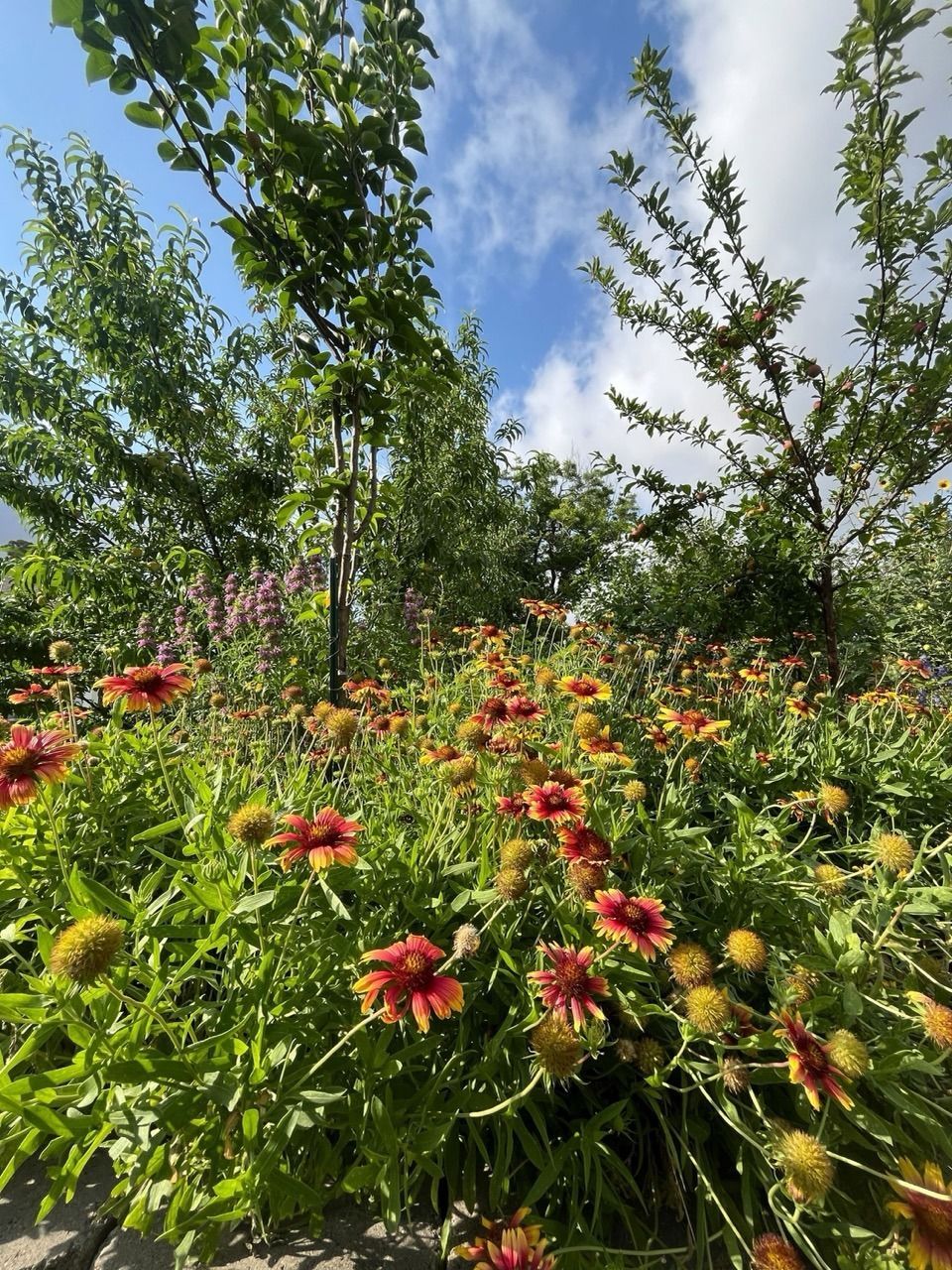 Sunlit flower garden with red-orange blooms, green foliage, and tall trees under a blue sky