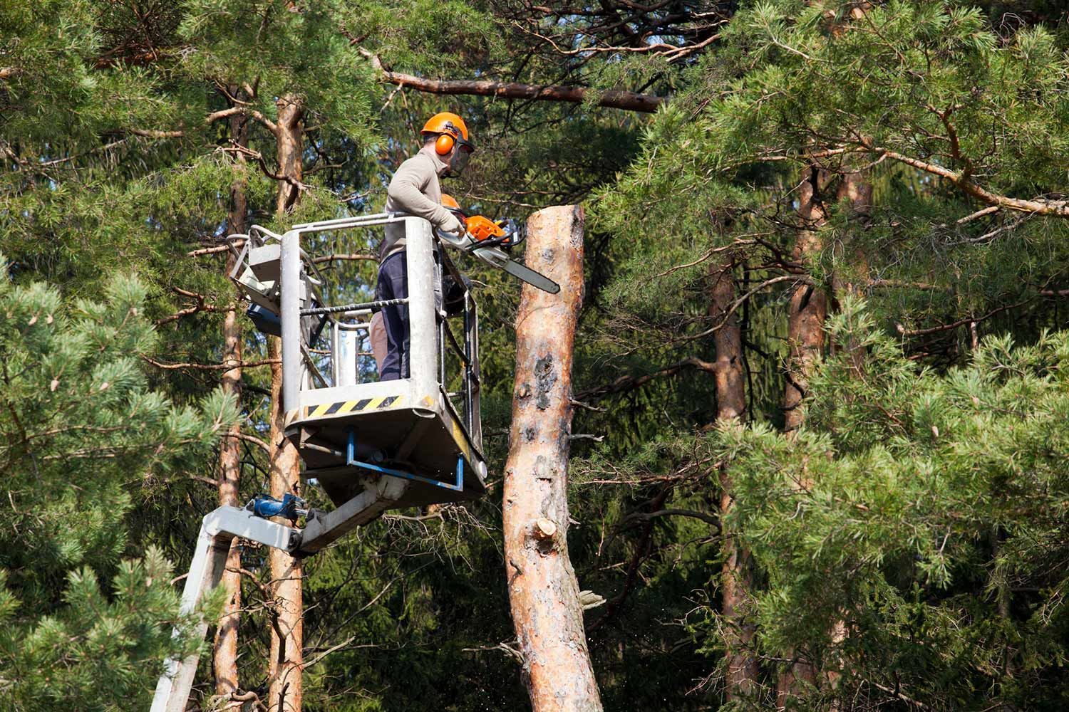 Tree Trimming Service — Clinton, WI — T's Tree Service