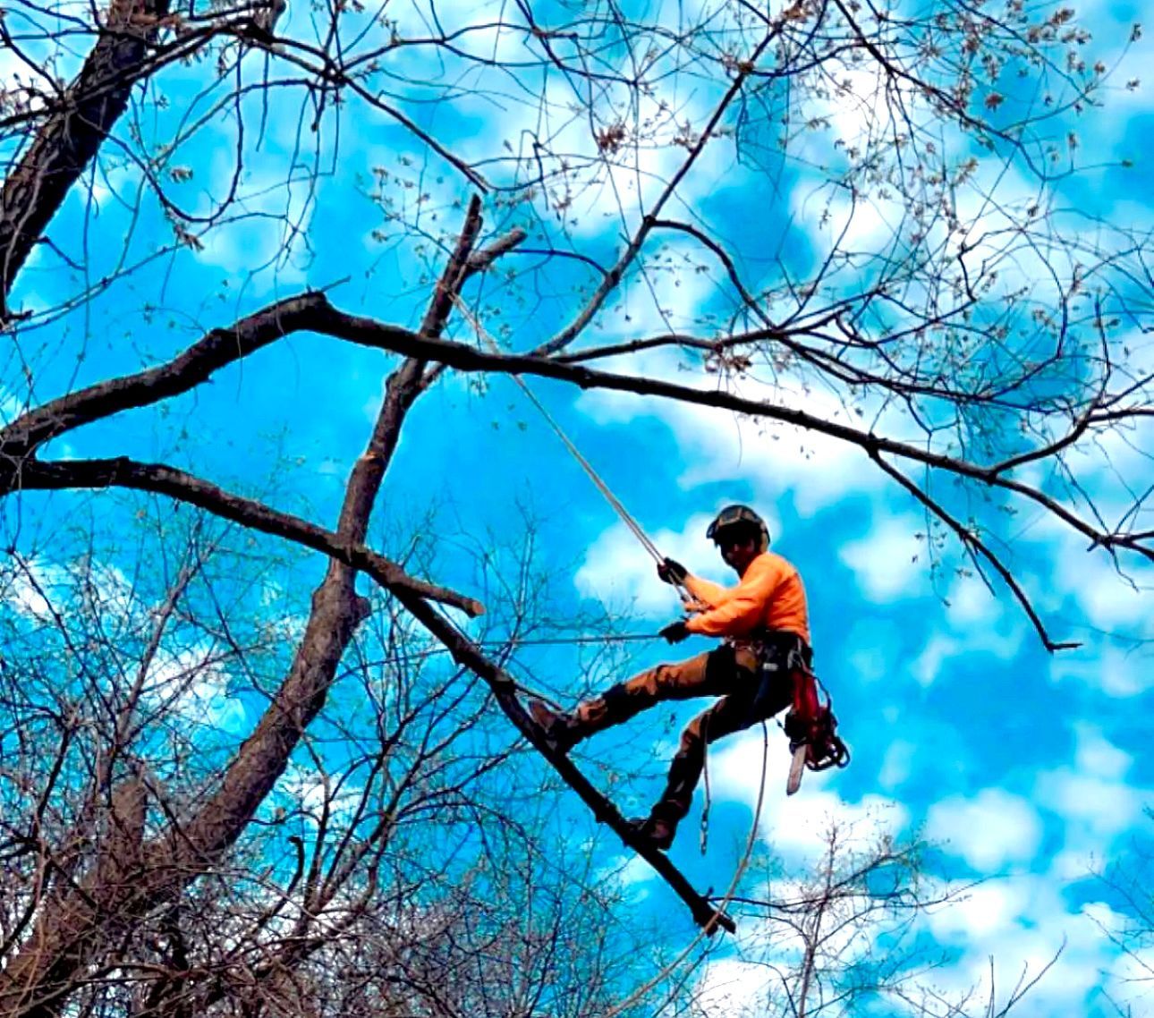 Branch Thinning Service — Clinton, WI — T's Tree Service