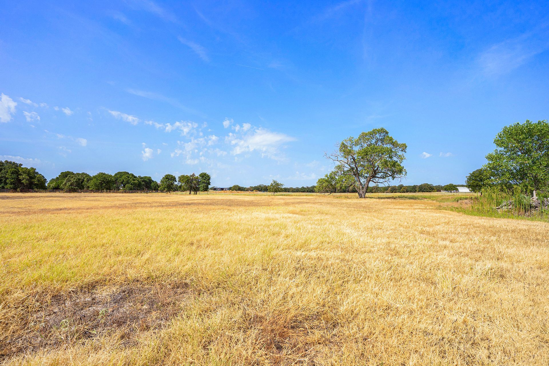 There is a tree in the middle of the field.