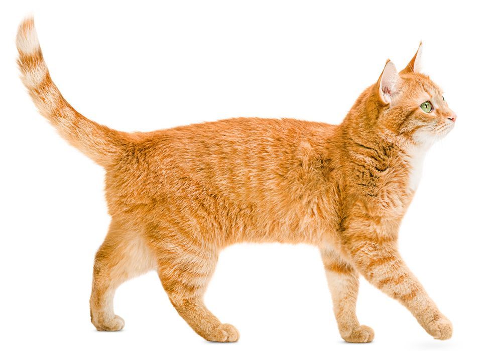Ginger Cat on White Background