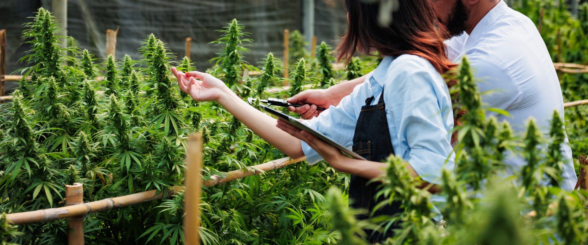 Howe Security Cannabis Cultivation