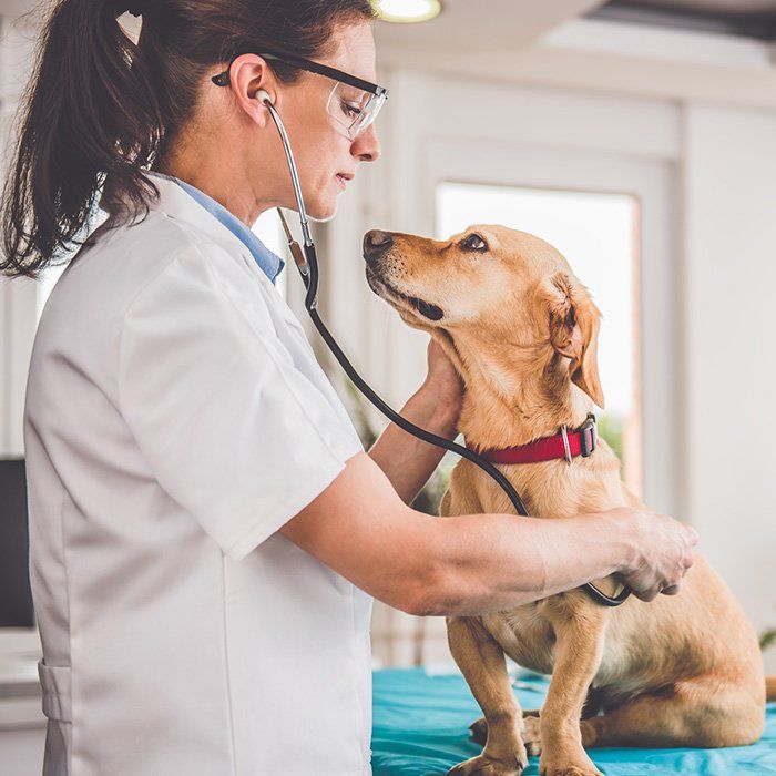 Neutering — Veterinarian Examining Dog in Tucson, AZ