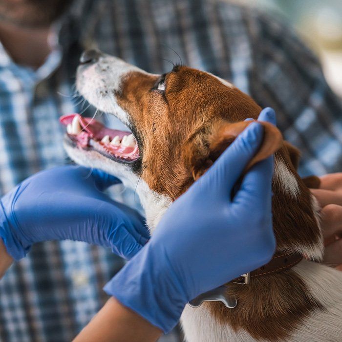 Neutering — Veterinarian Examining Dog in Tucson, AZ