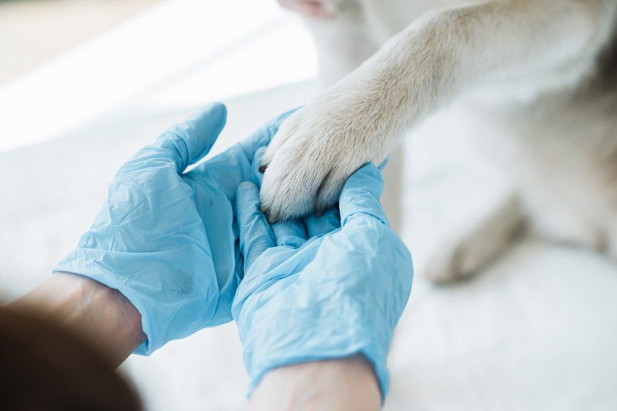 Veterinarian in Latex Gloves Examining Dog Paw — Tucson, AZ — Animal Birth Control of Tucson Inc.
