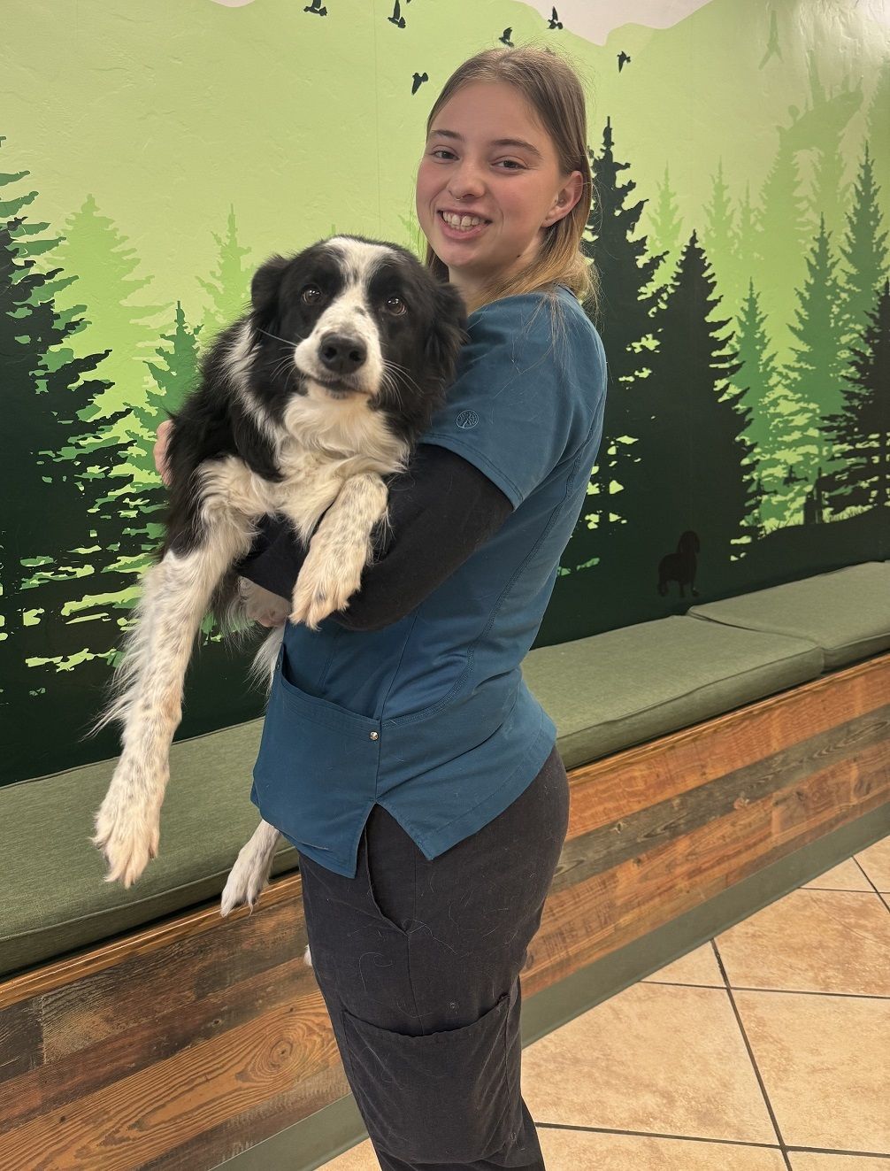Woman in scrubs holding a black and white dog in a vet's office with a nature-themed mural.