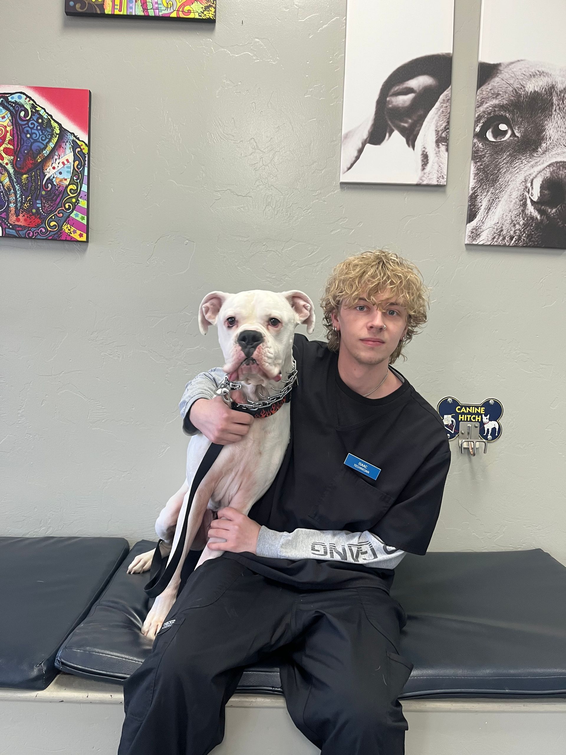 Man sits with a white dog with a black collar on an examination table. Dog art on the wall. Man sits with a white dog with a black collar on an examination table. Dog art on the wall.