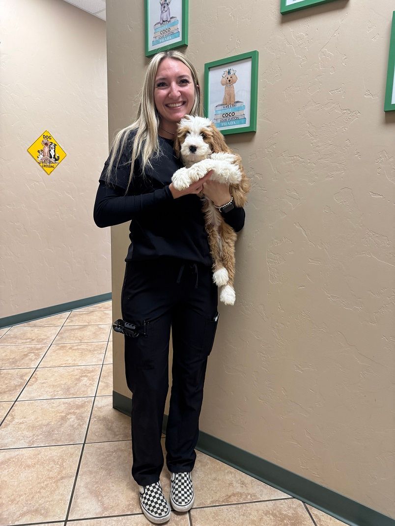 Woman holding a small, fluffy brown and white dog in a vet clinic. She smiles, beige walls with framed art.
