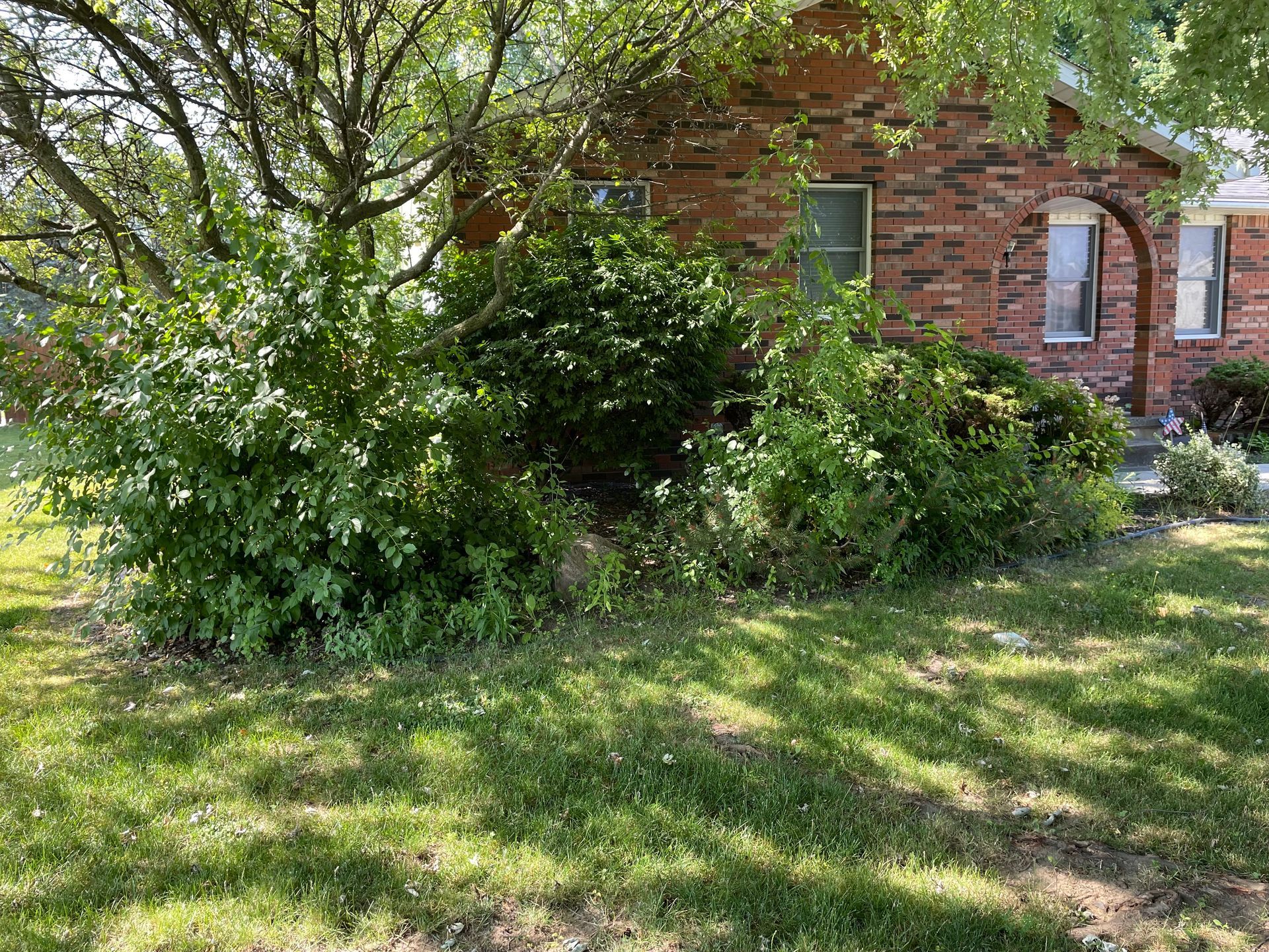 Overgrown garden in front of a brick house with various bushes and a tree needing maintenance