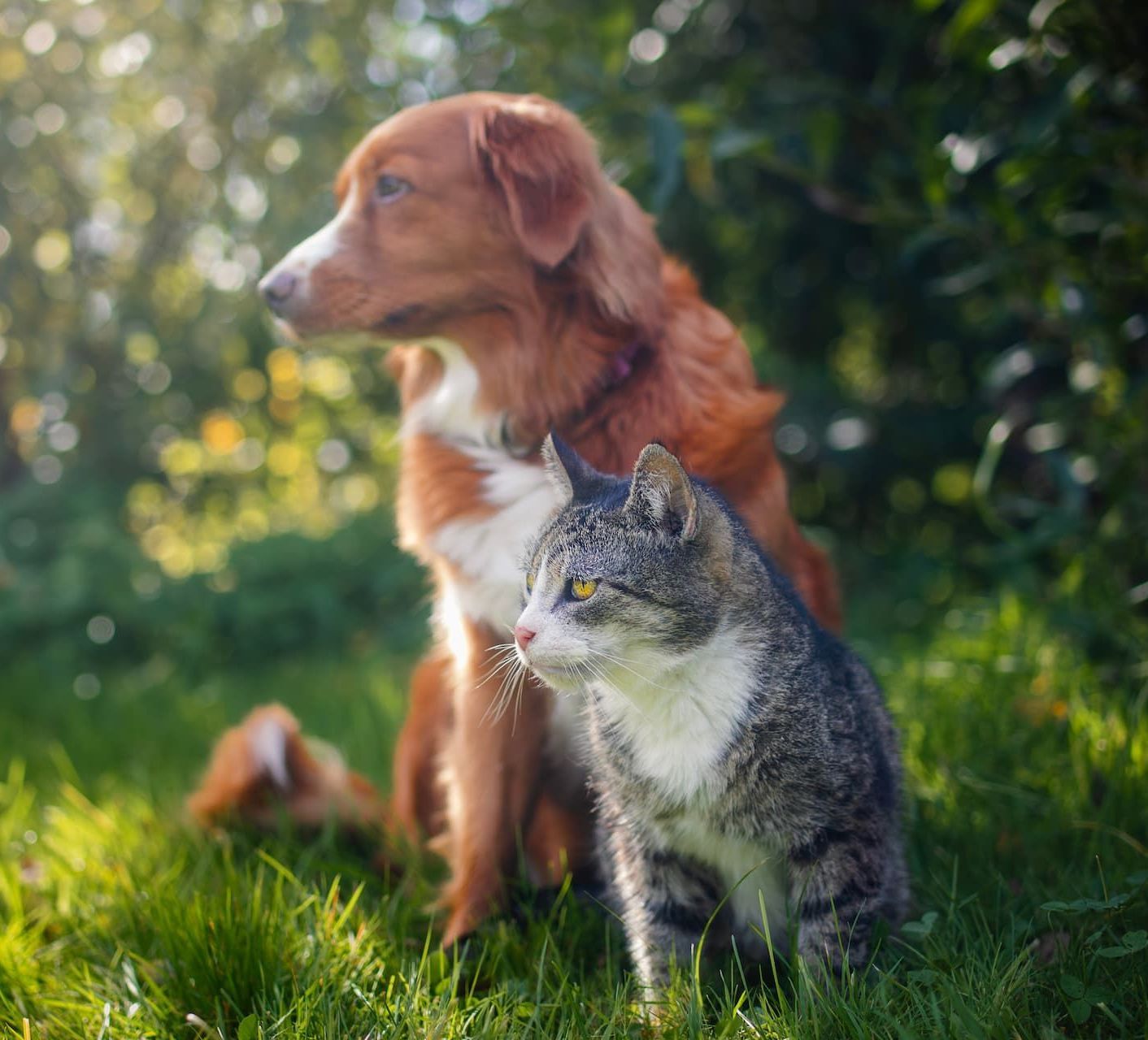 A dog and a cat are sitting next to each other in the grass.