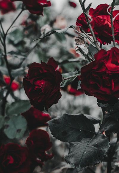 A bunch of red roses with black leaves in a garden