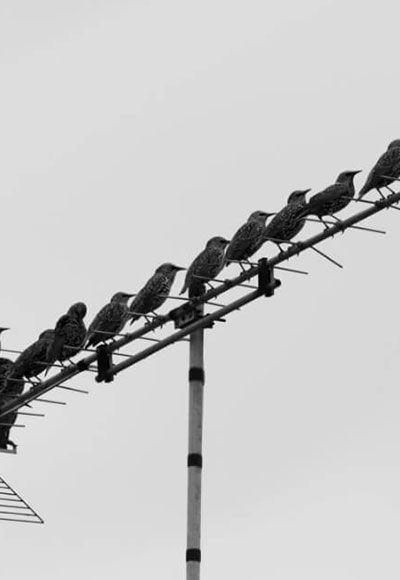 A black and white photo of birds sitting on a wire