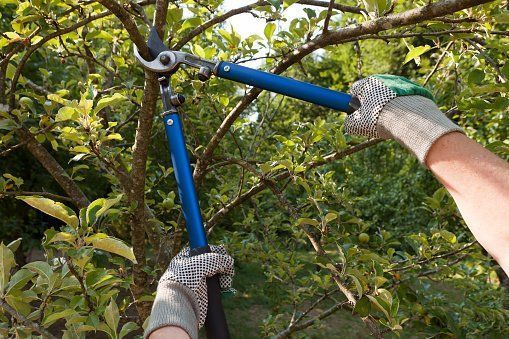 Gloved hands using blue pruning shears on a tree branch in dense greenery