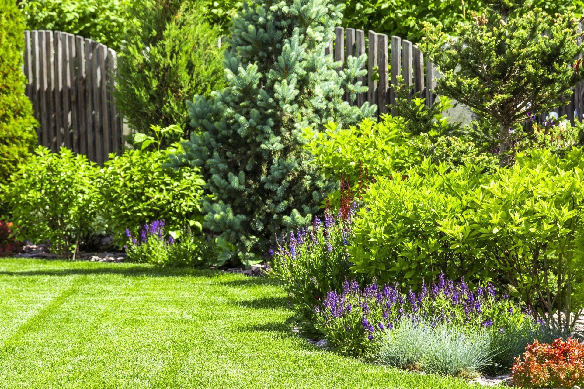 Lush garden with green lawn, shrubs, purple flowers, and wooden fences in the background