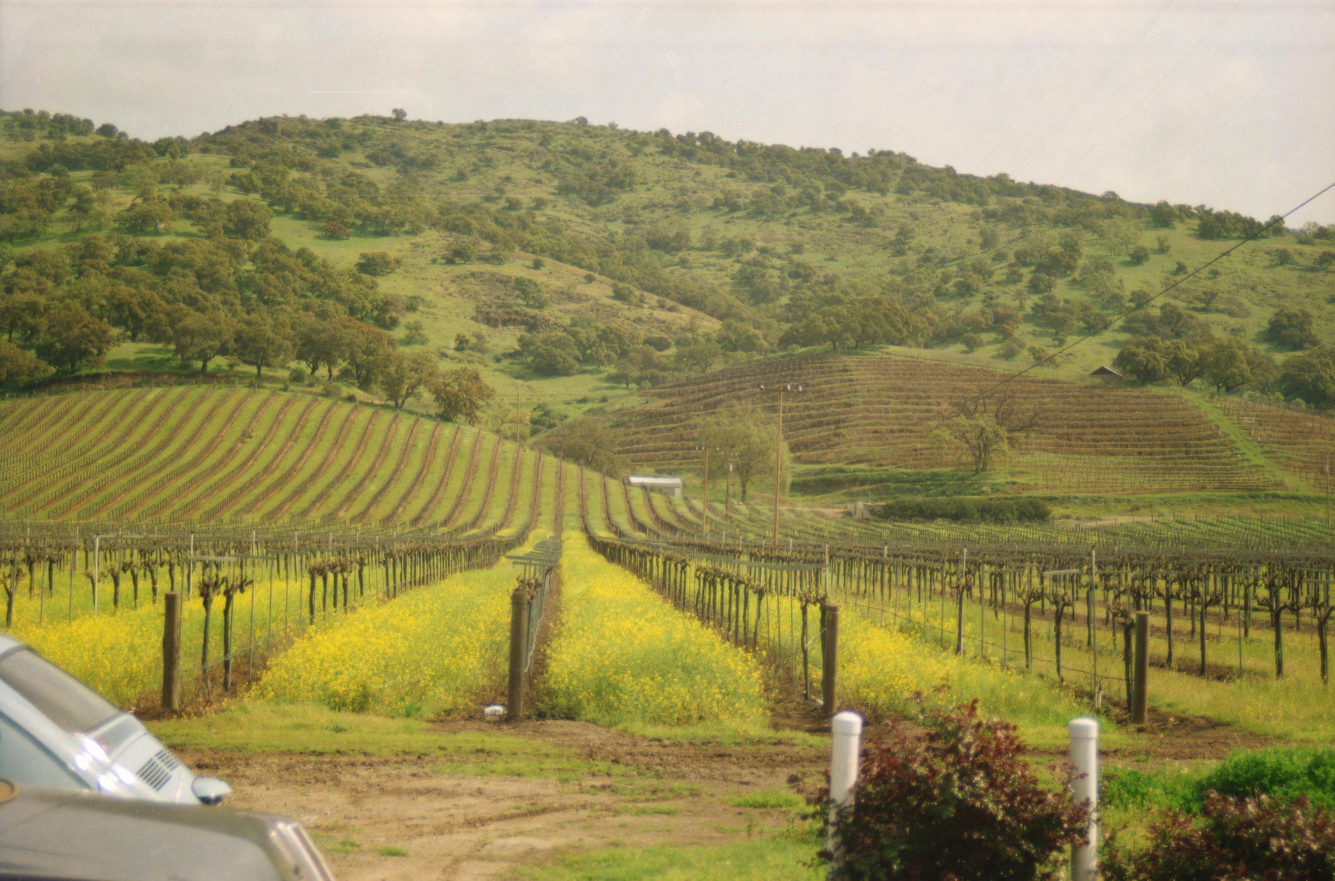 Vineyard with rows of grapevines and yellow wildflowers, leading to a green hillside under a cloudy sky.
