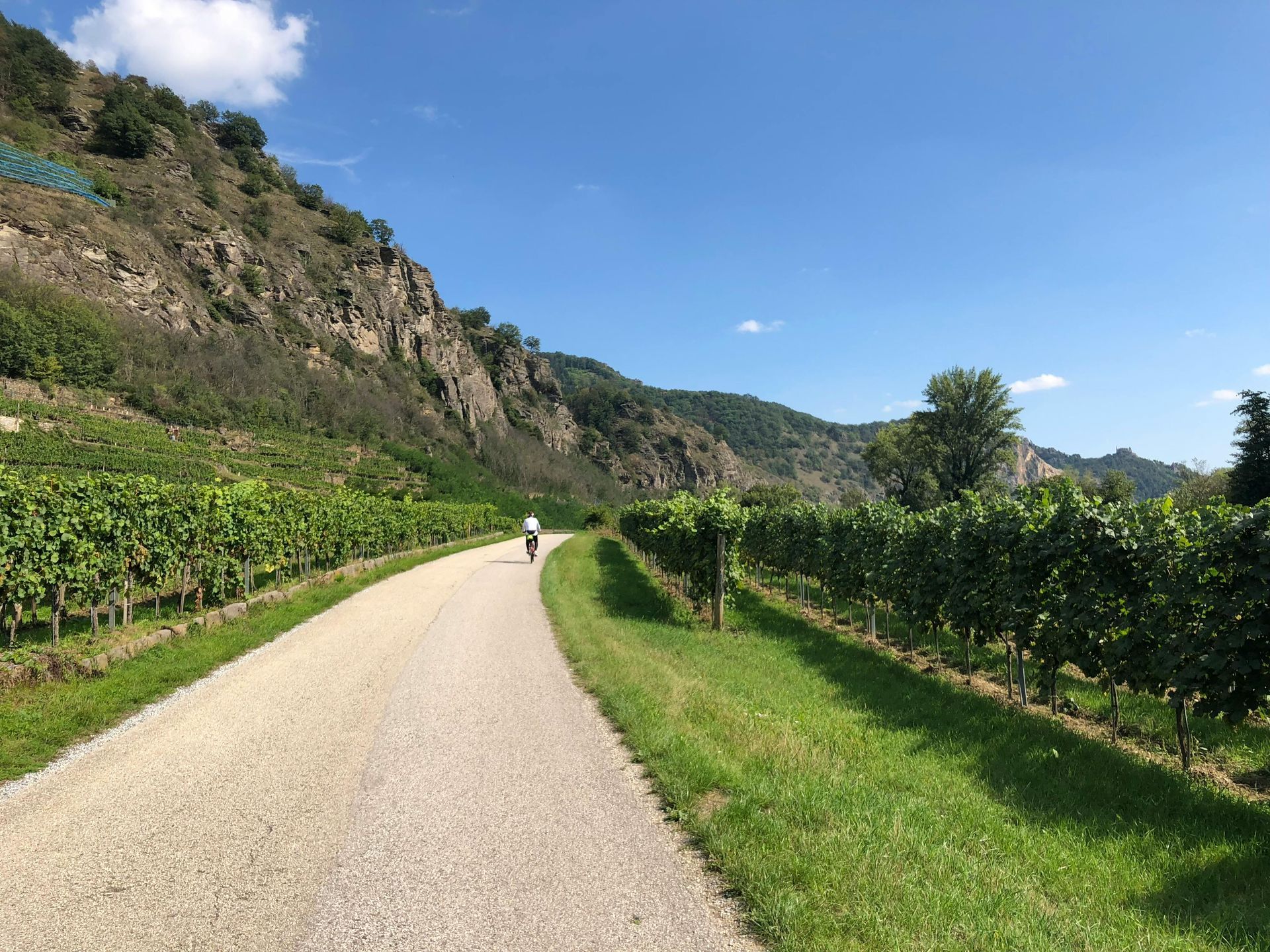 Vineyard with rows of grapevines and yellow wildflowers, leading to a green hillside under a cloudy sky.
