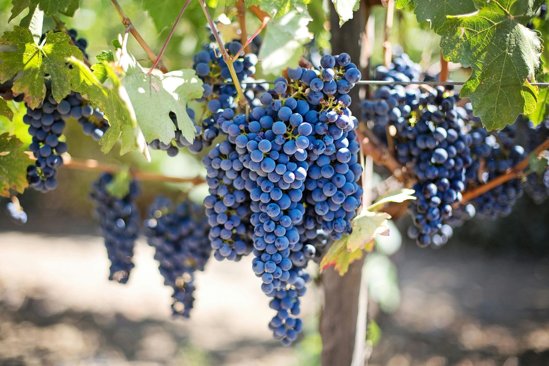 Clusters of ripe, dark blue grapes hanging on a vine in a vineyard.
