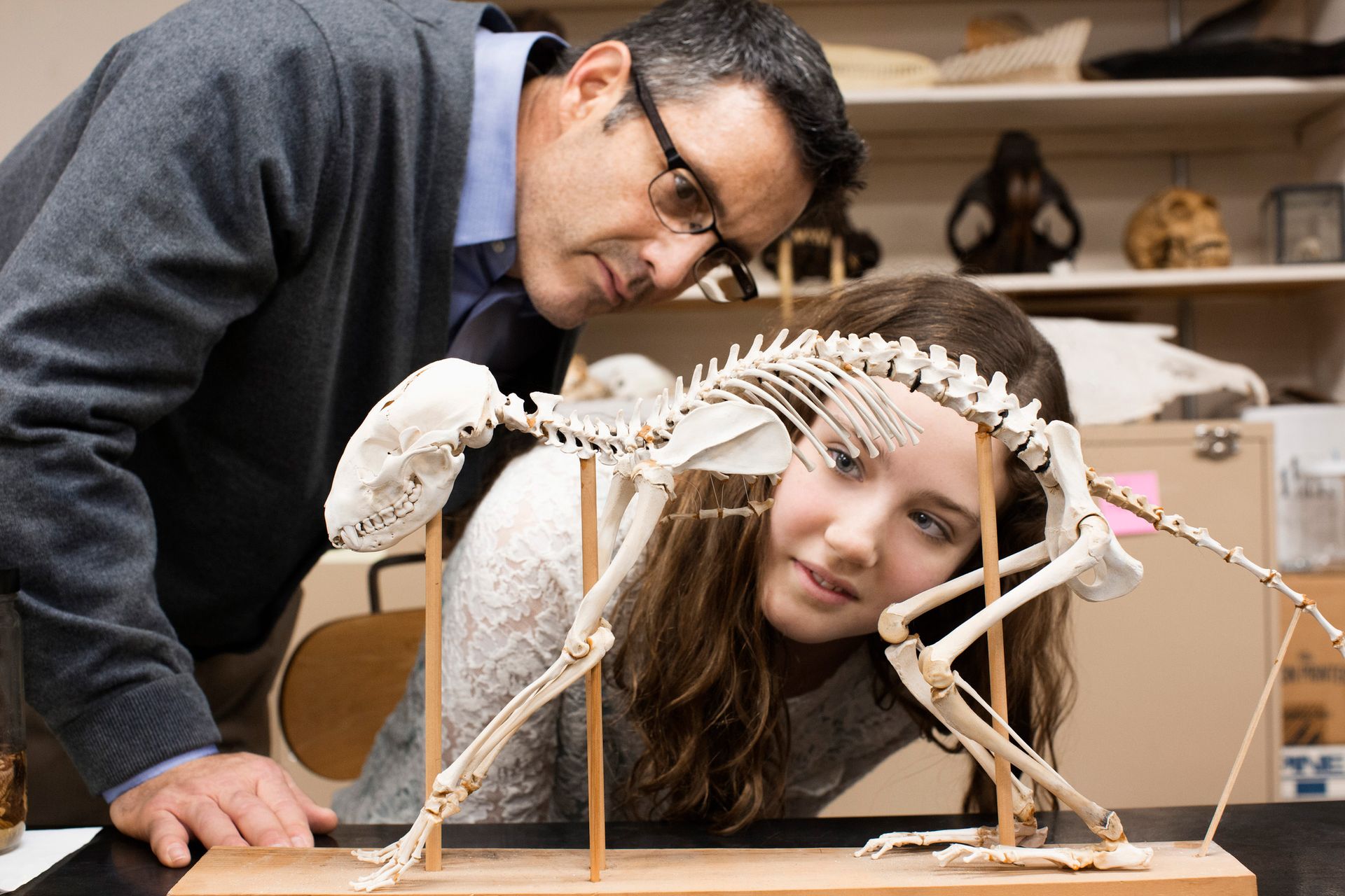 A man and a girl are looking at a cat skeleton on a table.