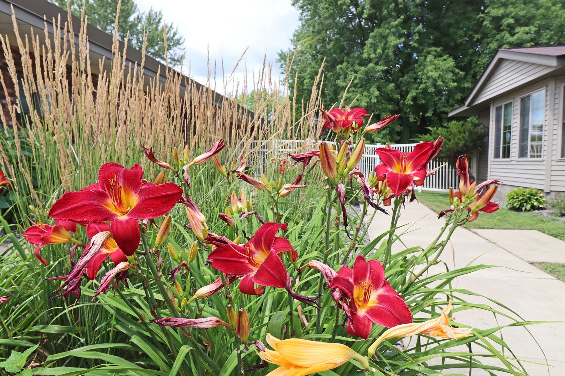 A garden with red and yellow flowers in front of a house.