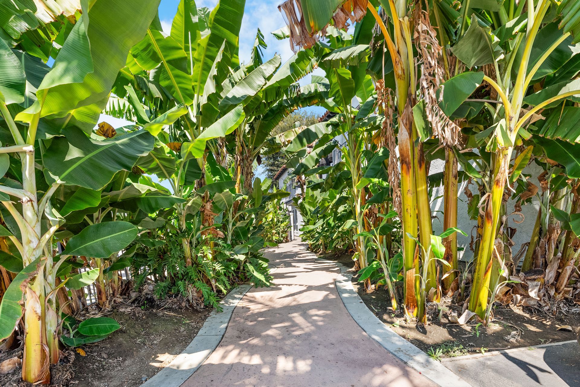 walkway surrounded by green plants
