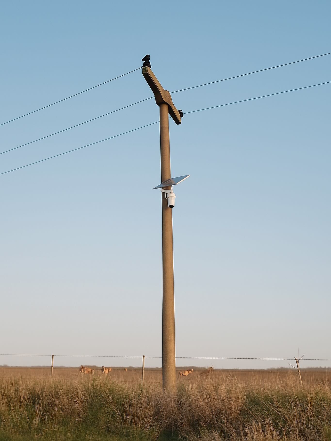 Un alto poste de madera con tres cables y un pájaro posado en la cima, recortado contra un cielo azul.