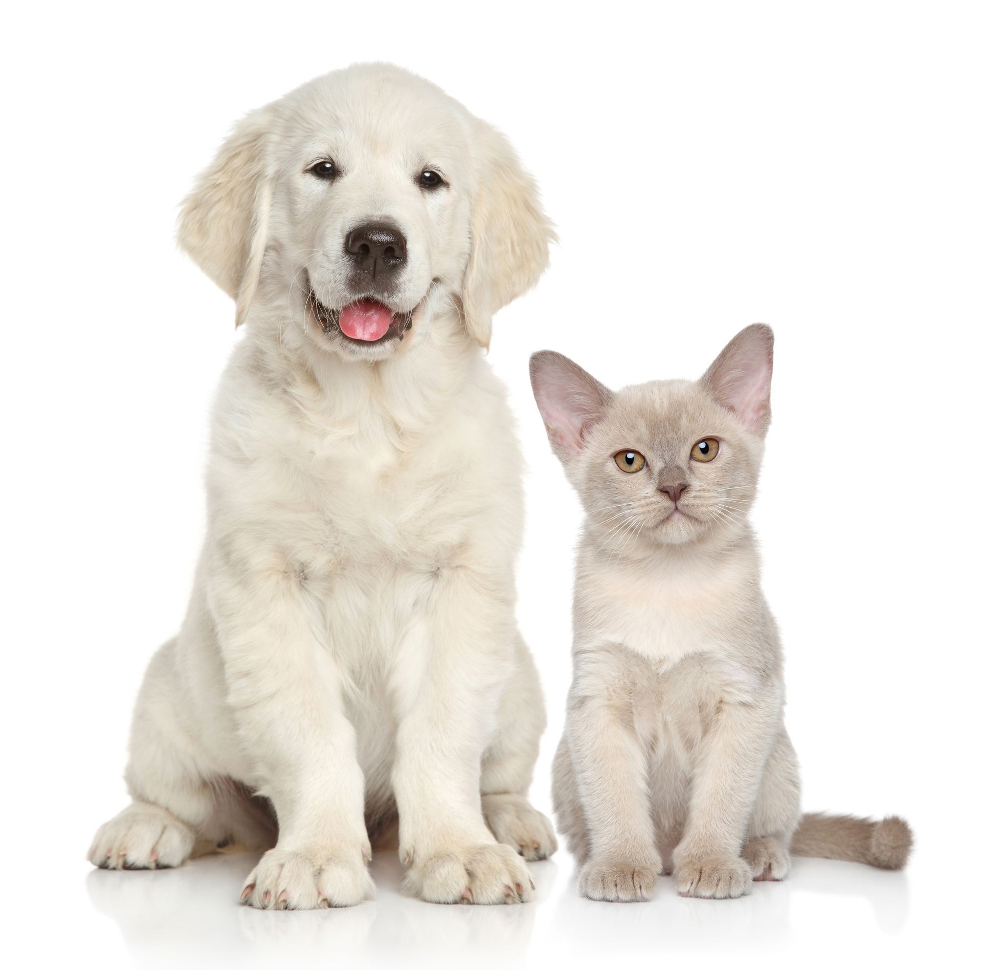 Pets get expert care at cat veterinary in London, ON