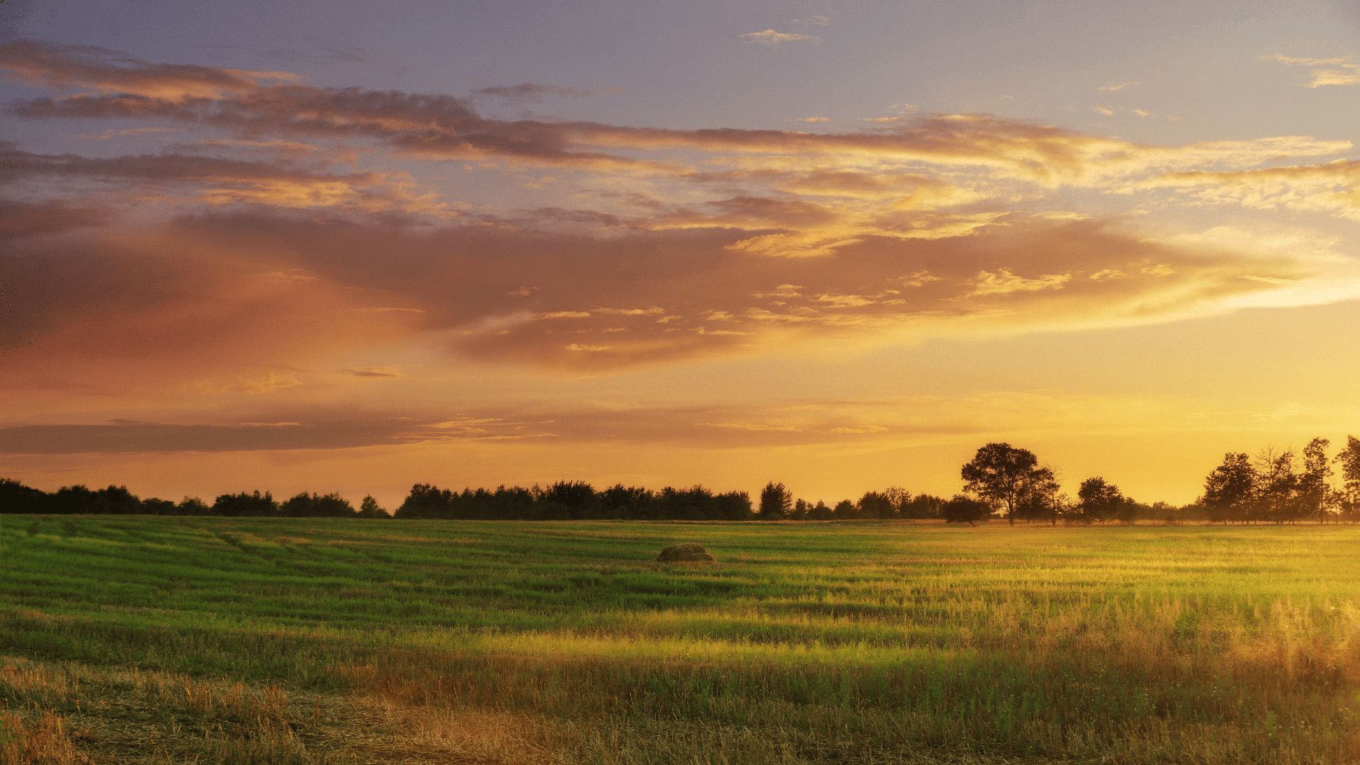 The sun is setting over a field of flowers and trees.