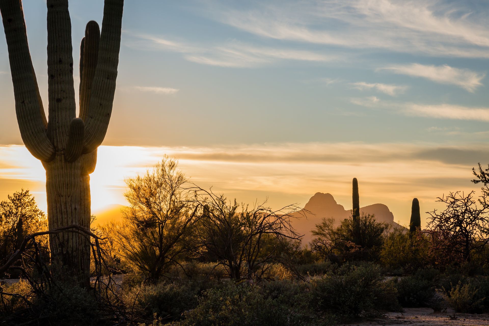 Sunset over a desert landscape with a large saguaro cactus in the foreground, mountains in the distance, and golden light.