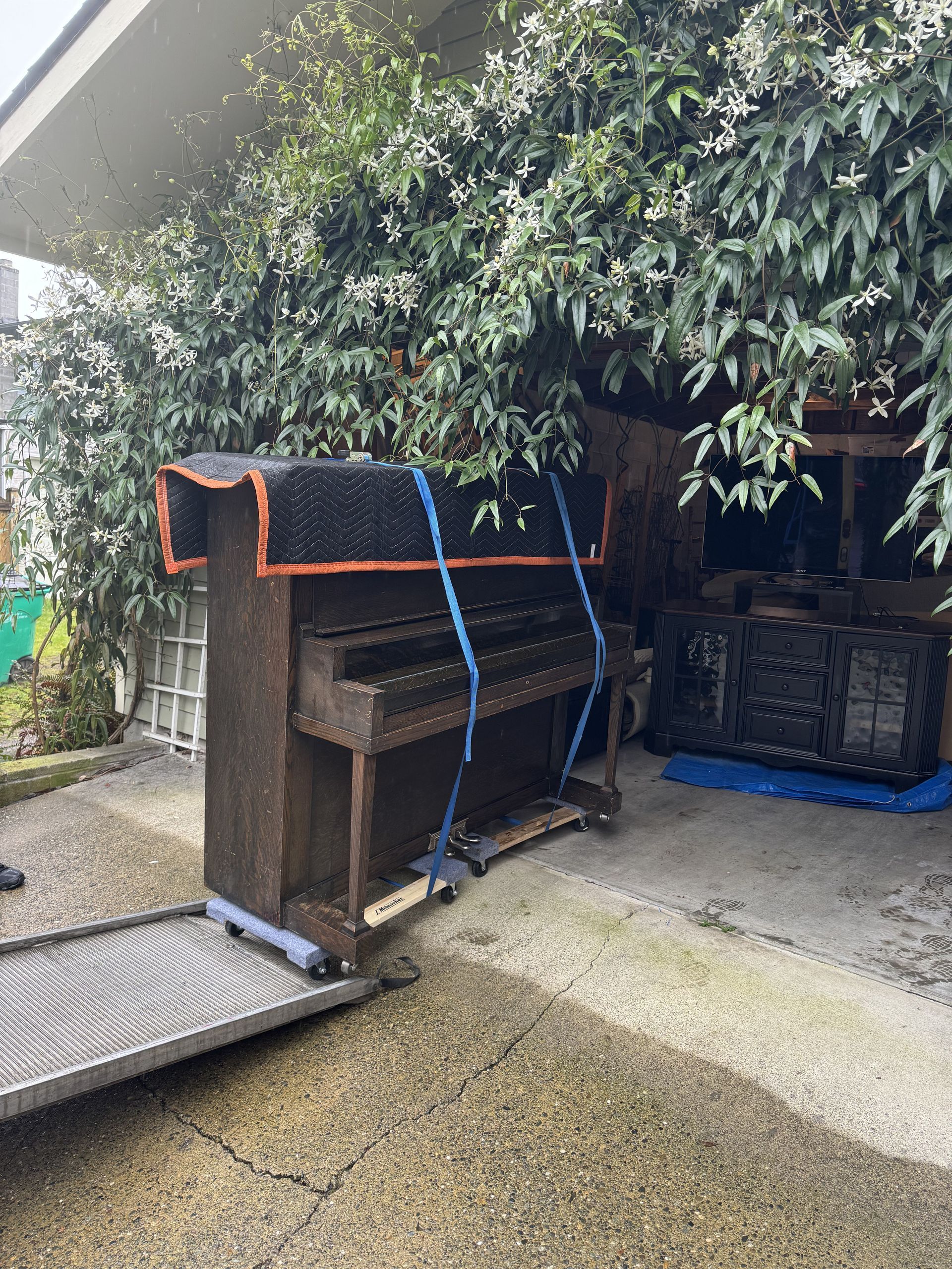 A brown upright piano on a ramp being moved, secured with blue straps, under foliage.